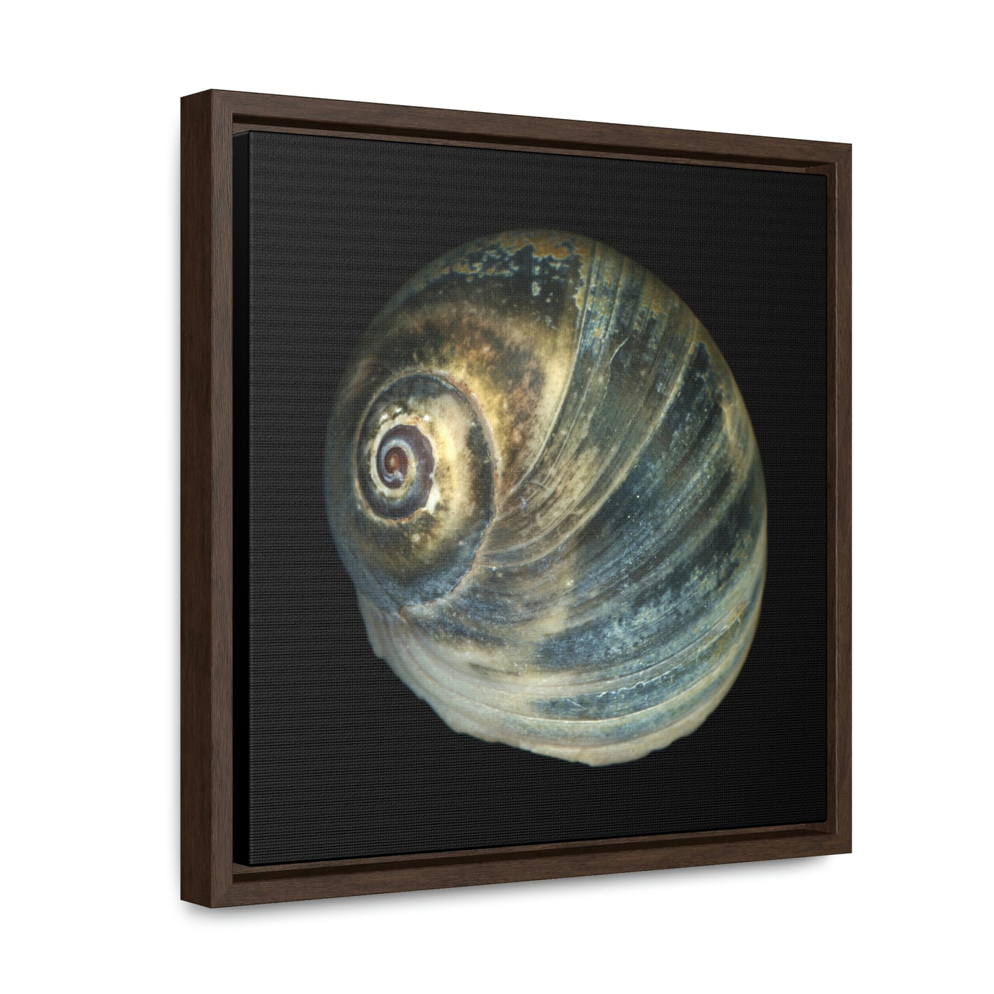 Moon Snail Shell Blue Apical | Framed Canvas | Black Background