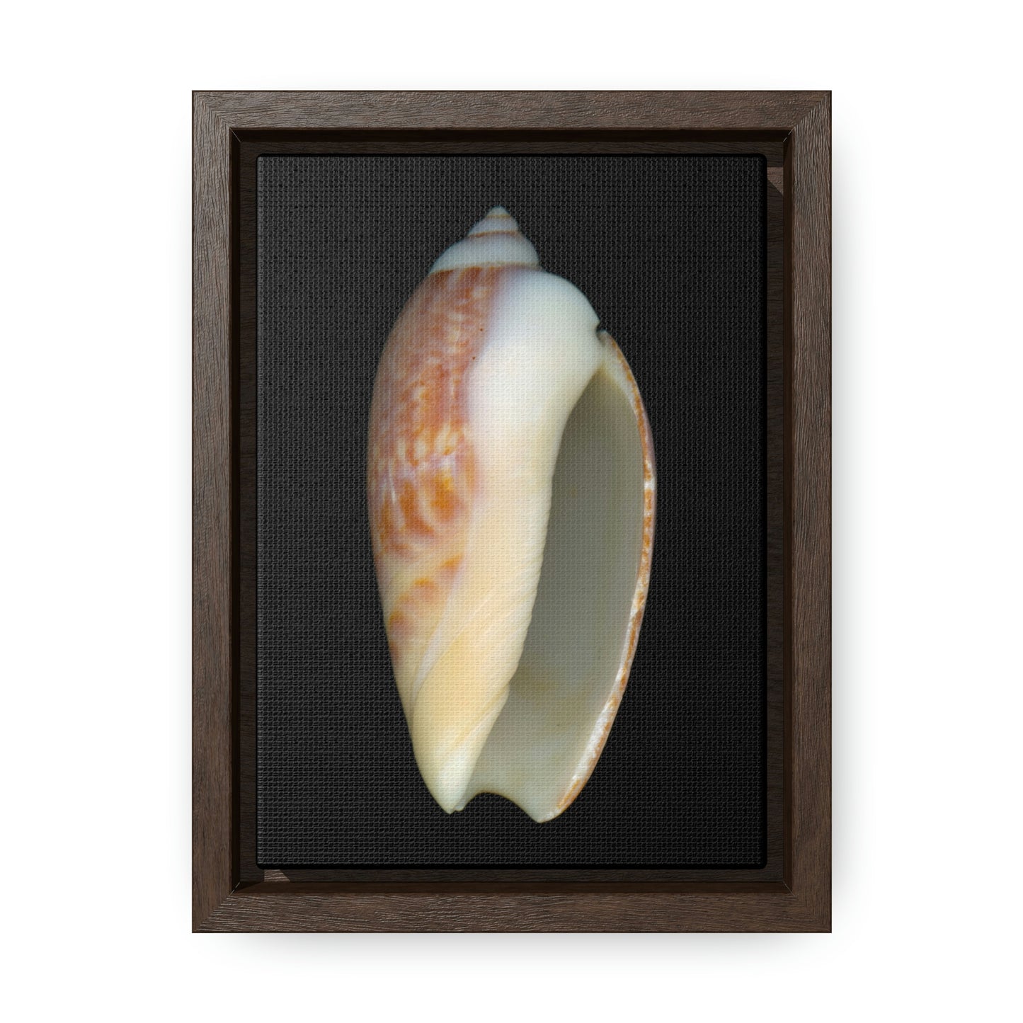 Olive Snail Shell Brown Apertural | Framed Canvas | Black Background