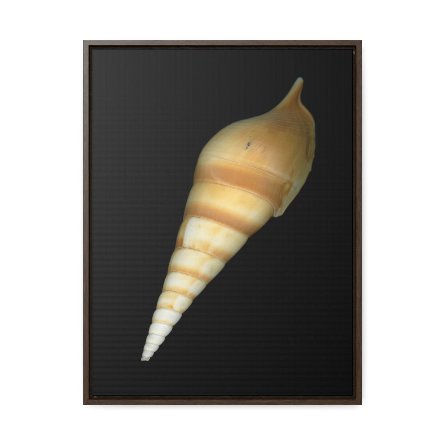 Turrid Shell Tan Dorsal | Framed Canvas | Black Background