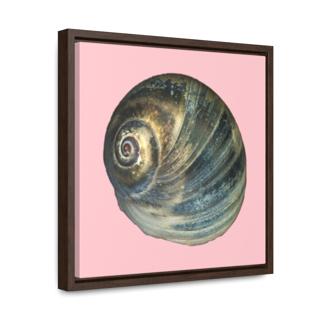 Moon Snail Shell Blue Apical | Framed Canvas | Pink Background