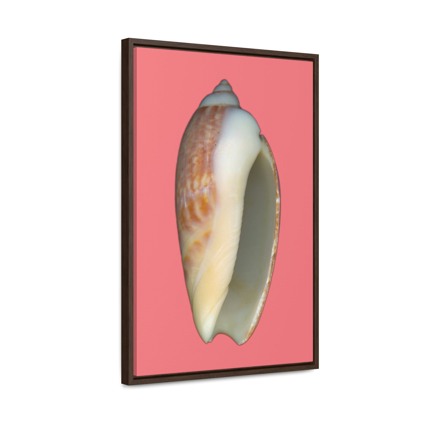 Olive Snail Shell Brown Apertural | Framed Canvas | Salmon Background