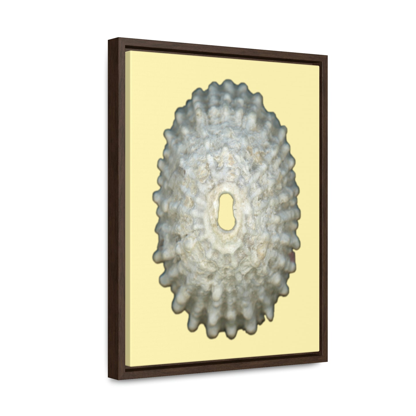 Keyhole Limpet Shell White Exterior | Framed Canvas | Sunshine Background