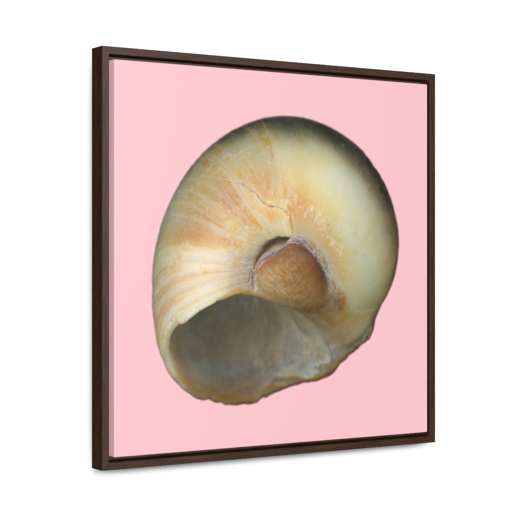 Moon Snail Shell Blue Umbilical | Framed Canvas | Pink Background