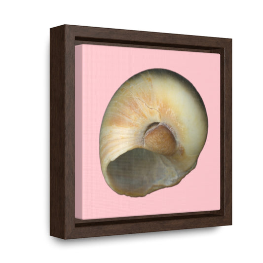 Moon Snail Shell Blue Umbilical | Framed Canvas | Pink Background