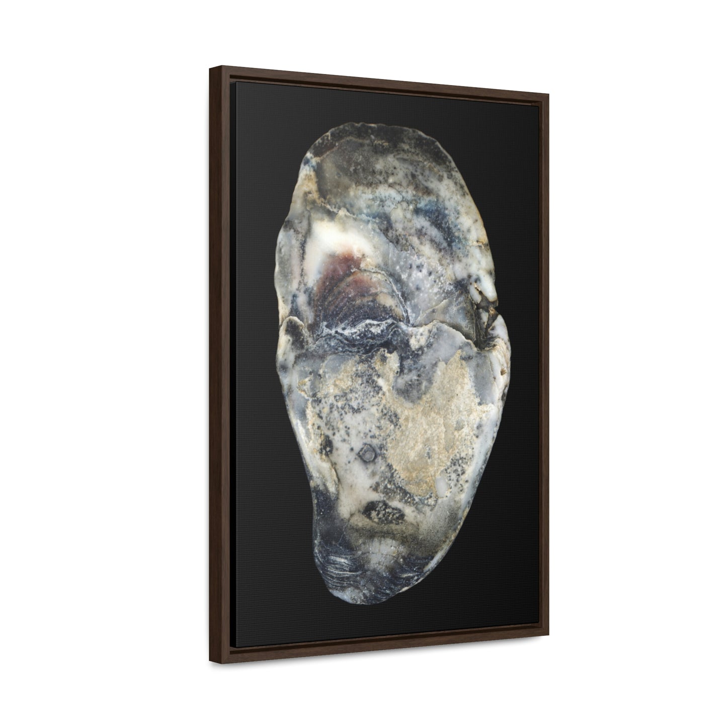 Oyster Shell Blue Right Interior | Framed Canvas | Black Background