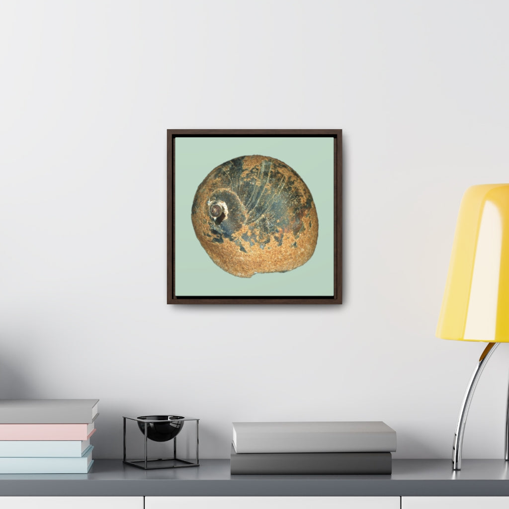 Moon Snail Shell Black & Rust Apical | Framed Canvas | Sage Background