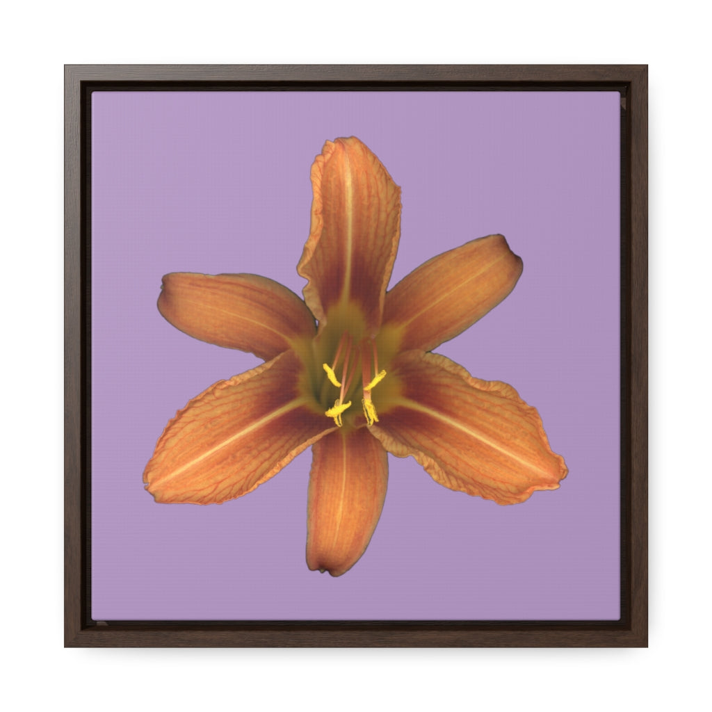 Orange Daylily Flower | Framed Canvas | Lavender Background