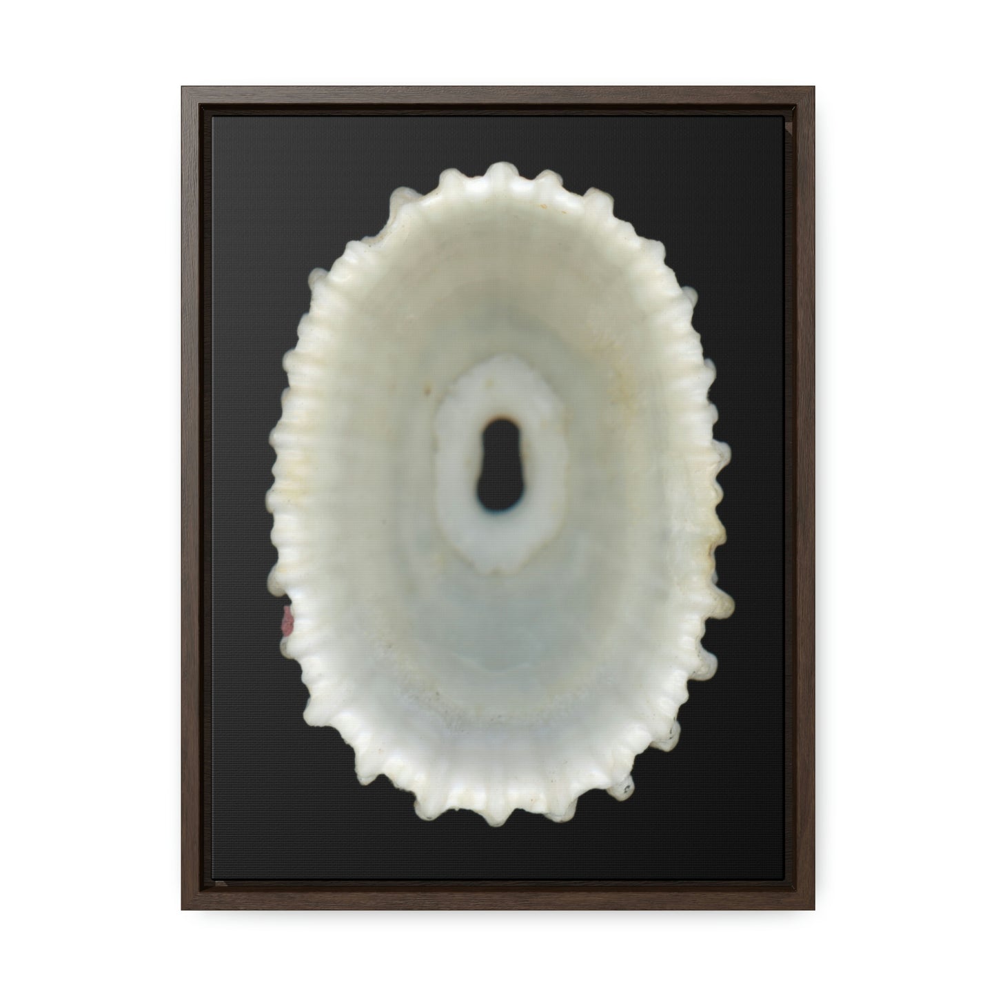 Keyhole Limpet Shell White Interior | Framed Canvas | Black Background