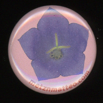 Balloon Flower | Pinback Button | 1in