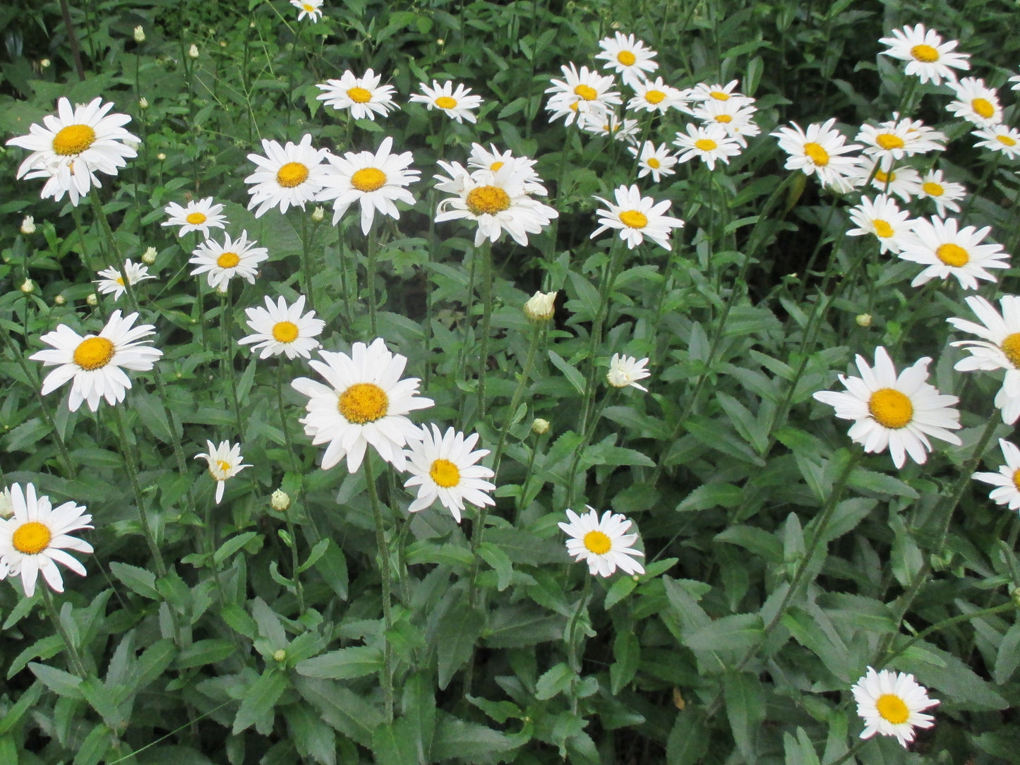 Shasta Daisy Flower White | Tote Bag | Small | Pool Blue