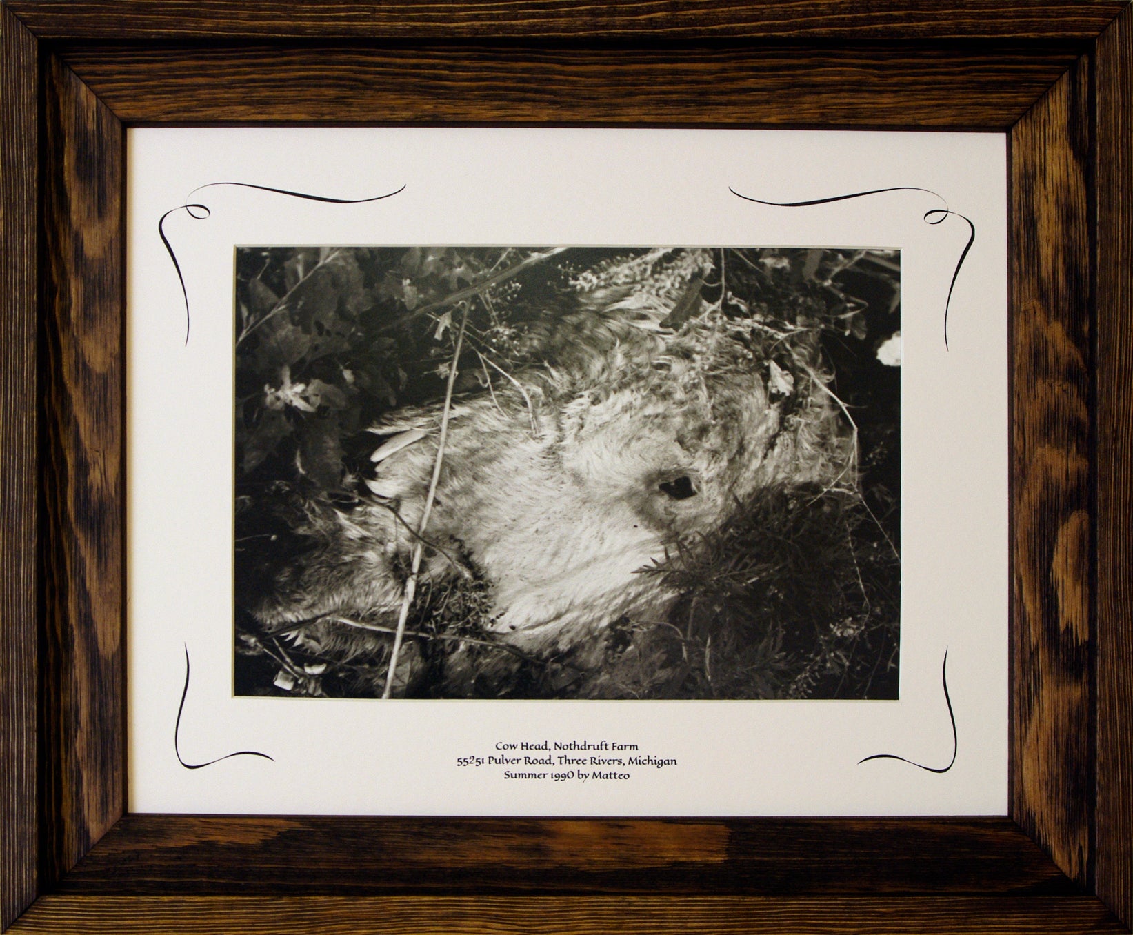 Three Rivers Series, Cow Head, Nothdruft Farm Framed COA Rooster #299693 Image.
