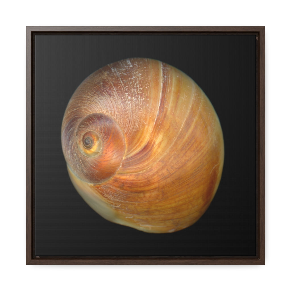 Moon Snail Shell Shark's Eye Apical | Framed Canvas | Black Background