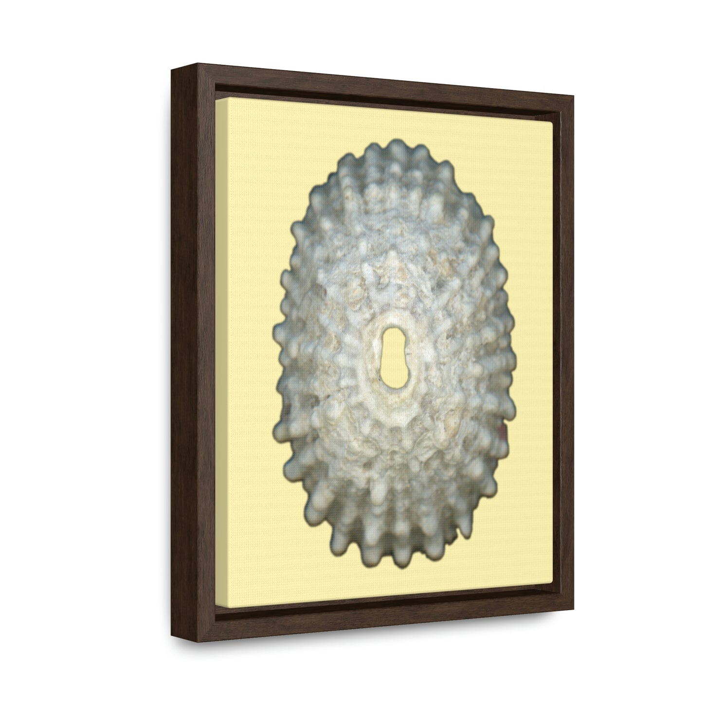 Keyhole Limpet Shell White Exterior | Framed Canvas | Sunshine Background