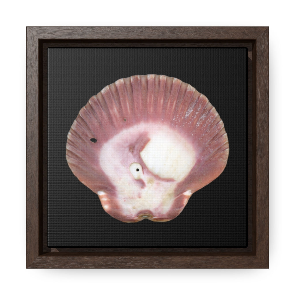 Scallop Shell Magenta Left Exterior | Framed Canvas | Black Background