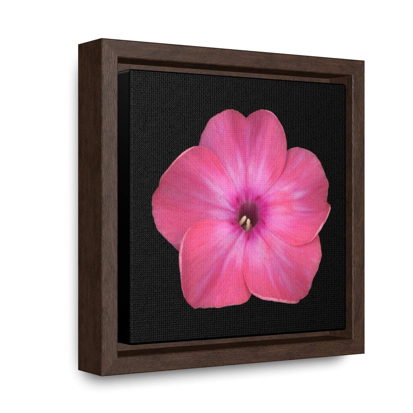 Phlox Flower Detail Pink | Framed Canvas | Black Background