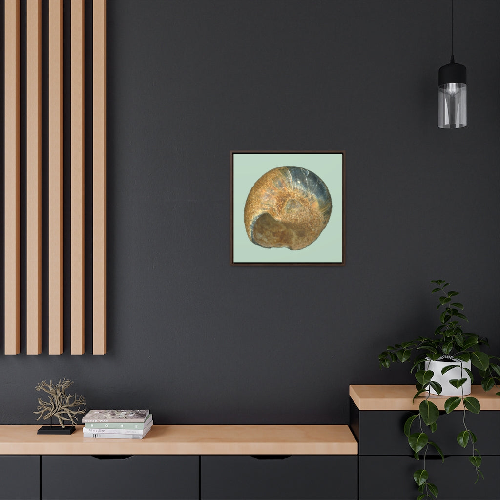 Moon Snail Shell Black & Rust Umbilical | Framed Canvas | Sage Background