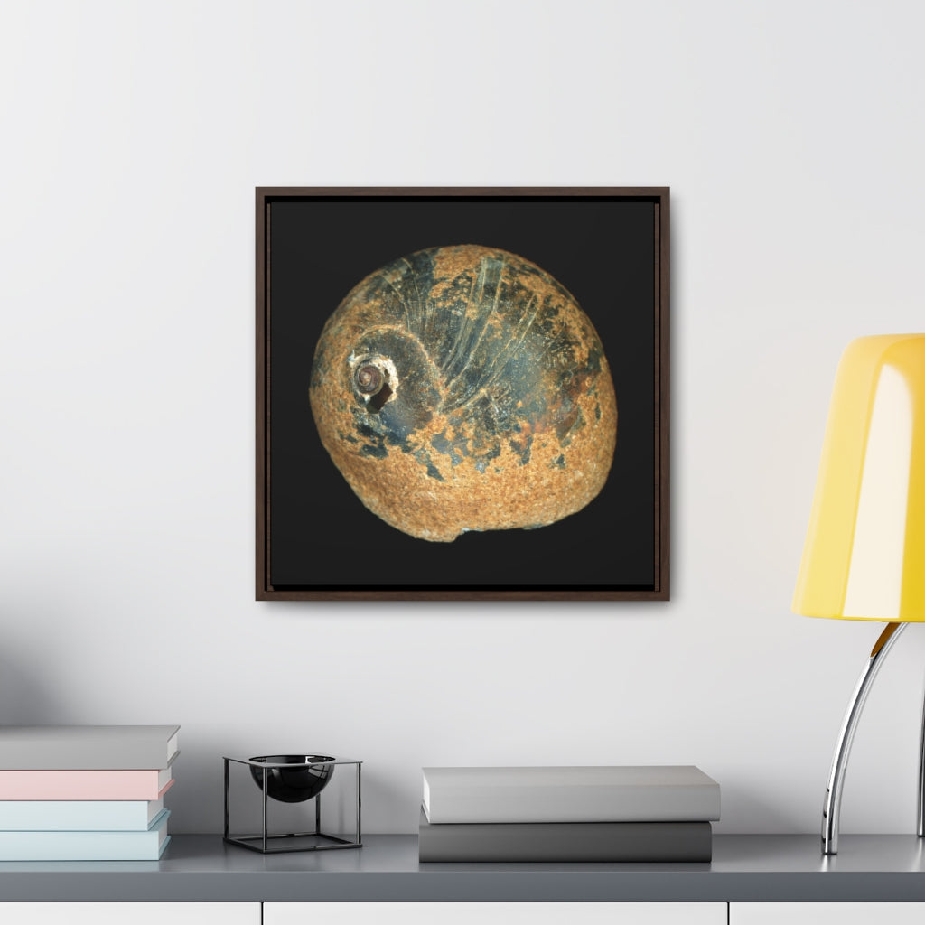 Moon Snail Shell Black & Rust Apical | Framed Canvas | Black Background