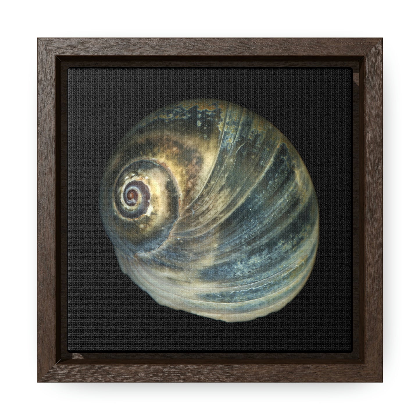 Moon Snail Shell Blue Apical | Framed Canvas | Black Background