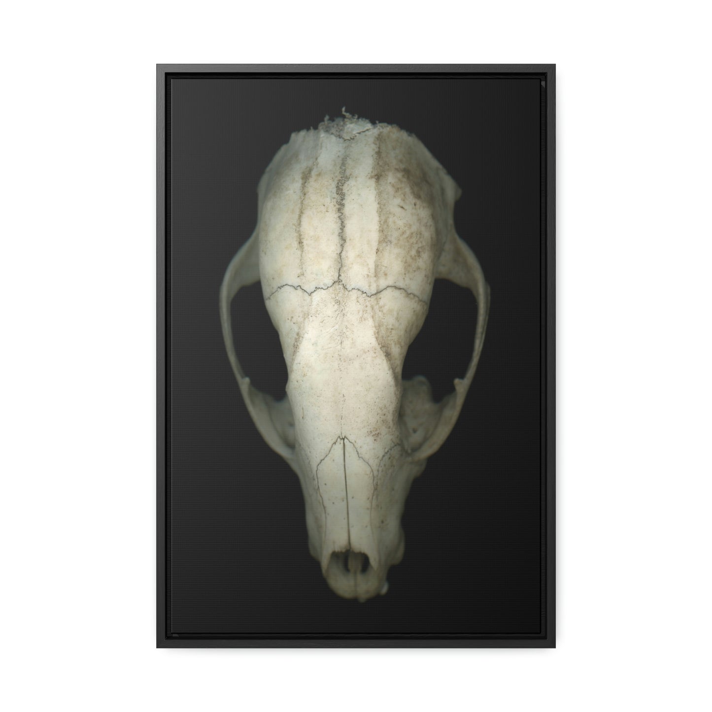 Raccoon Skull Superior by Matteo | Framed Wrap Canvas | Black Background