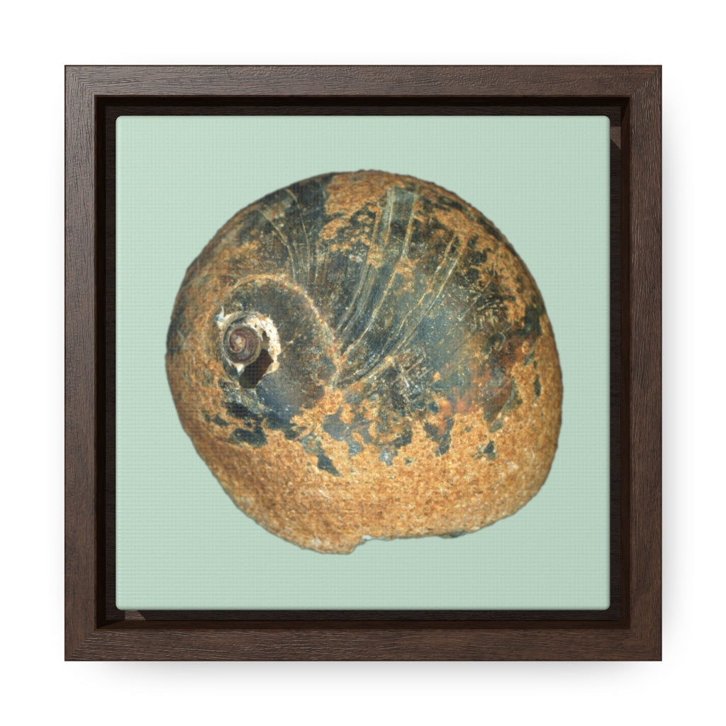 Moon Snail Shell Black & Rust Apical | Framed Canvas | Sage Background