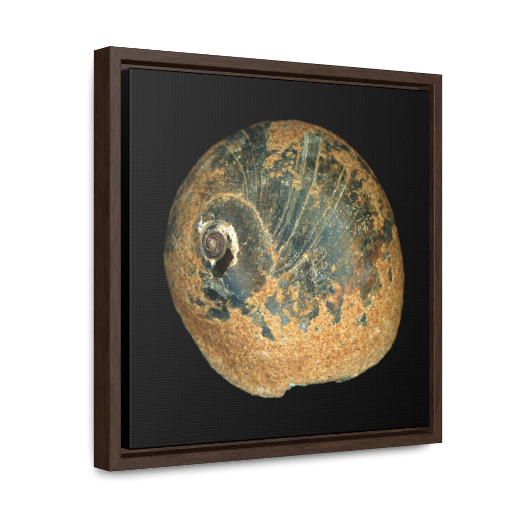 Moon Snail Shell Black & Rust Apical | Framed Canvas | Black Background