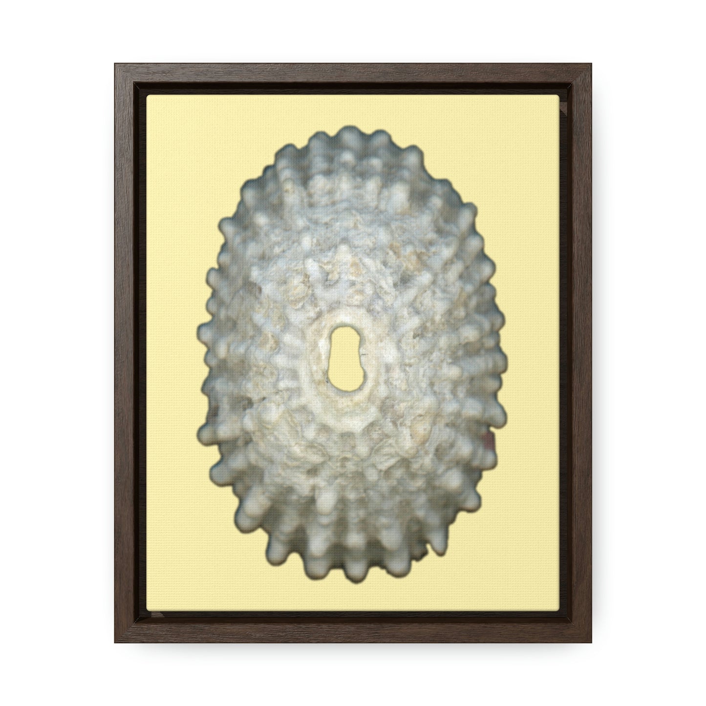 Keyhole Limpet Shell White Exterior | Framed Canvas | Sunshine Background