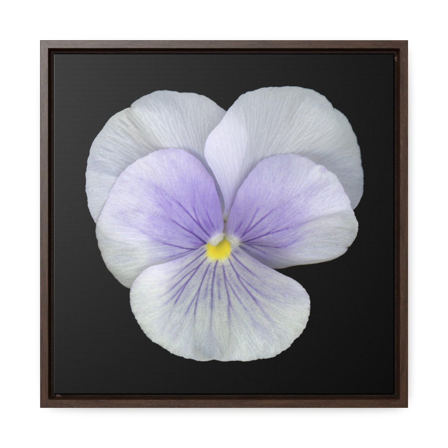 Pansy Viola Flower Lavender | Framed Canvas | Black Background