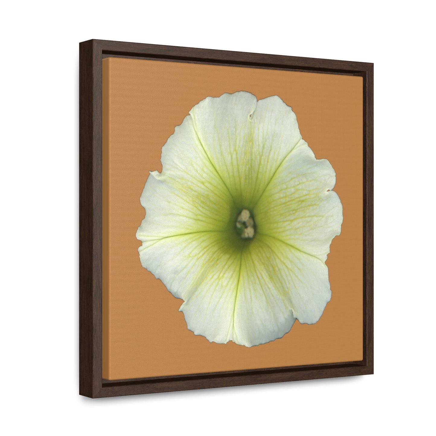 Petunia Flower Yellow-Green | Framed Canvas | Camel Brown Background