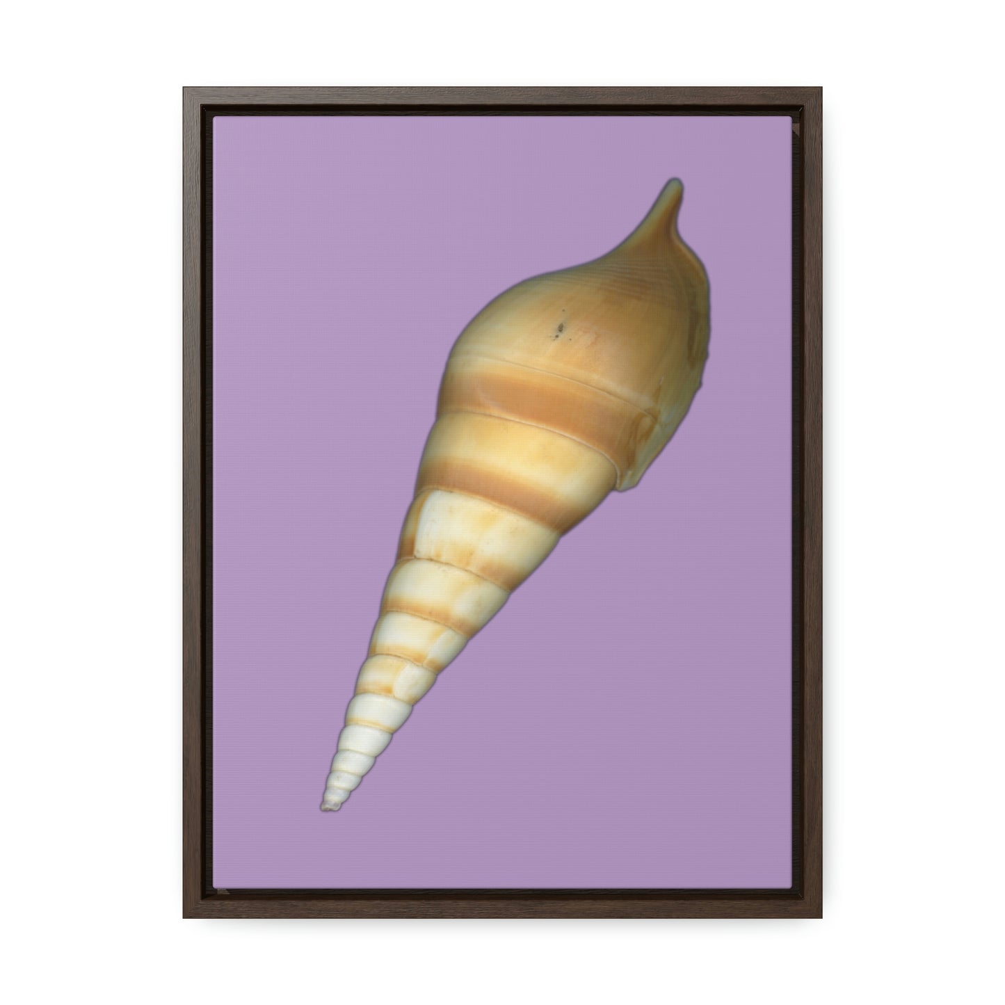 Turrid Shell Tan Dorsal | Framed Canvas | Lavender Background