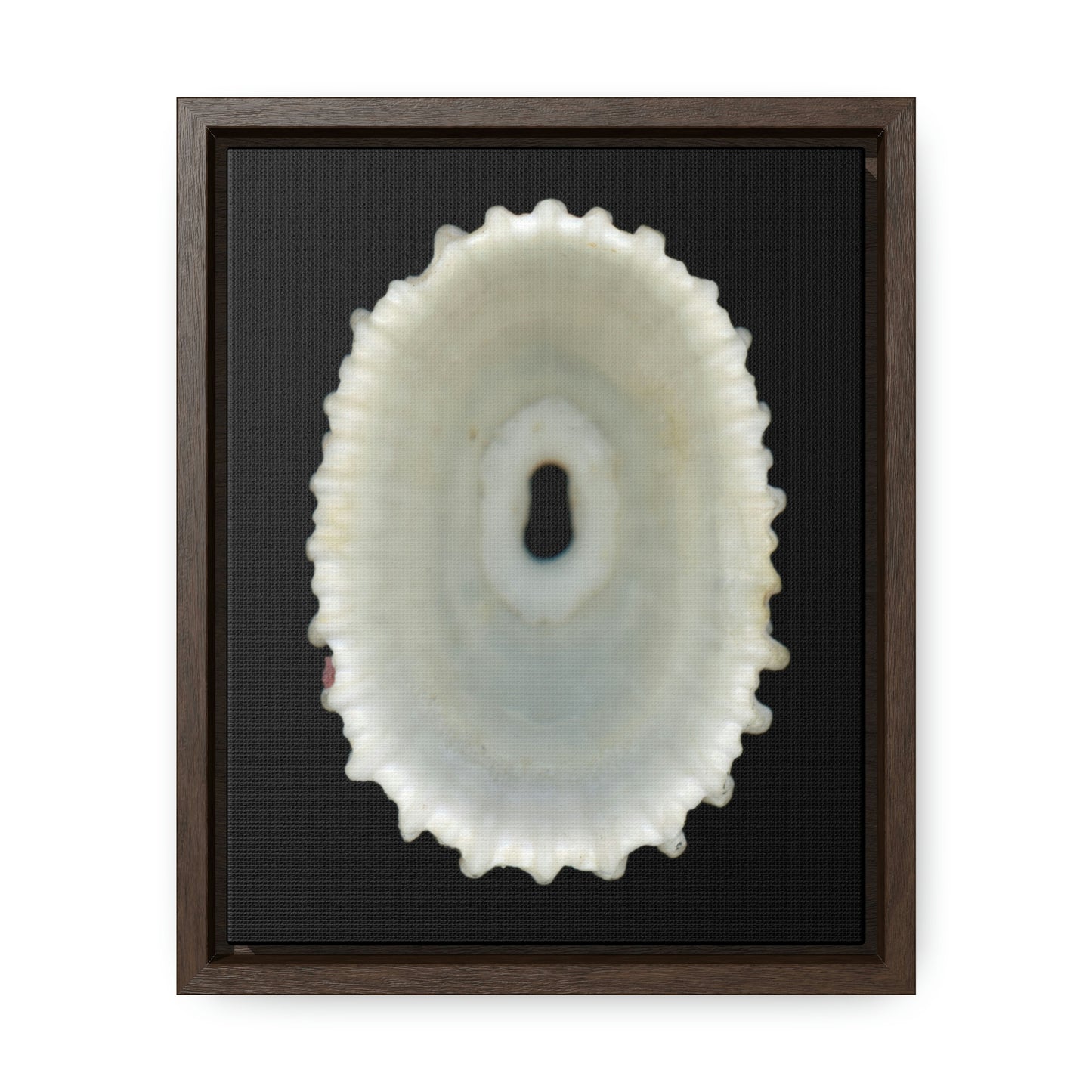 Keyhole Limpet Shell White Interior | Framed Canvas | Black Background