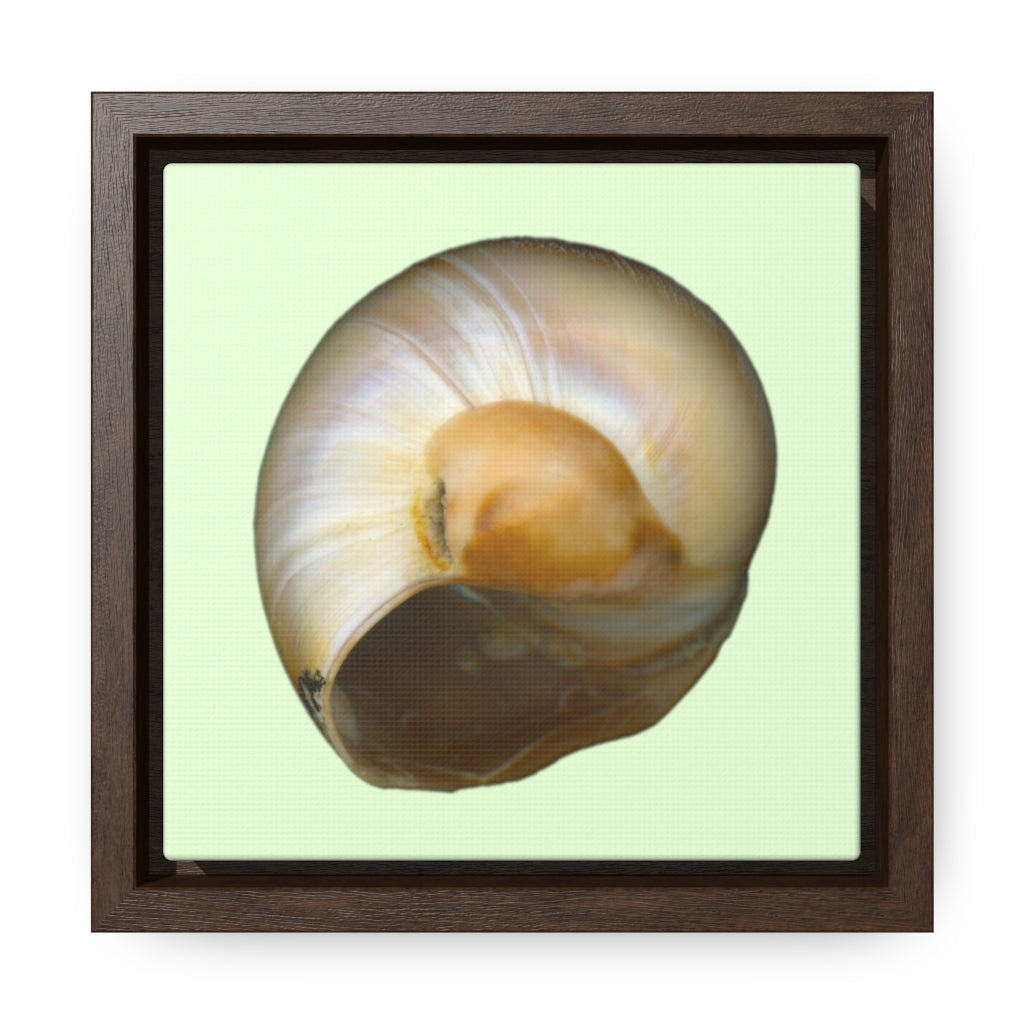 Moon Snail Shell Shark's Eye Umbilical | Framed Canvas | Sea Glass Background