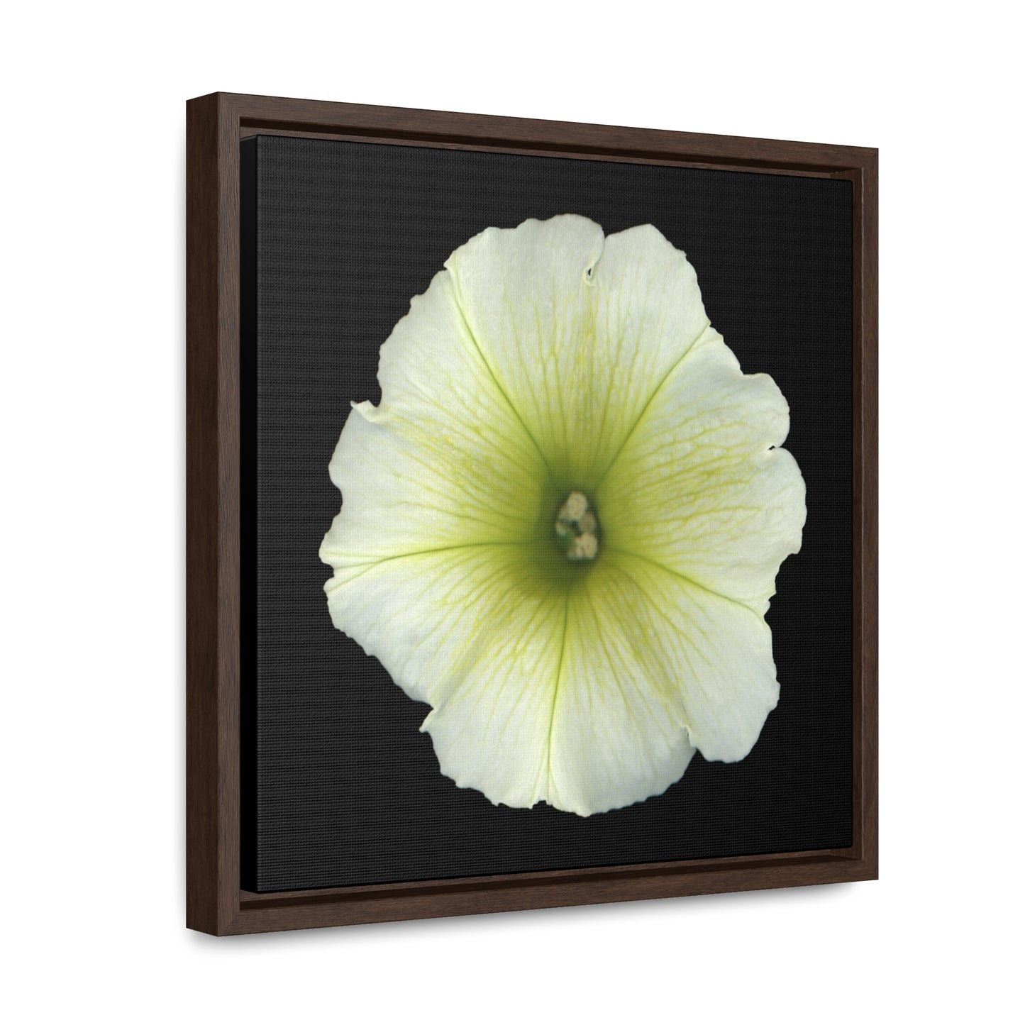 Petunia Flower Yellow-Green | Framed Canvas | Black Background