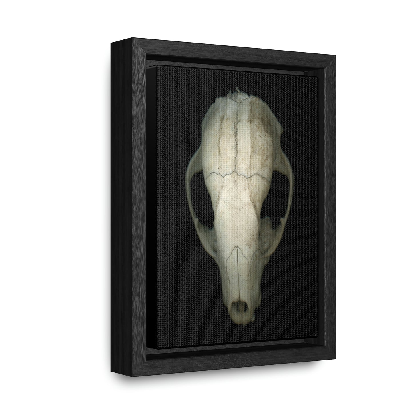 Raccoon Skull Superior by Matteo | Framed Wrap Canvas | Black Background