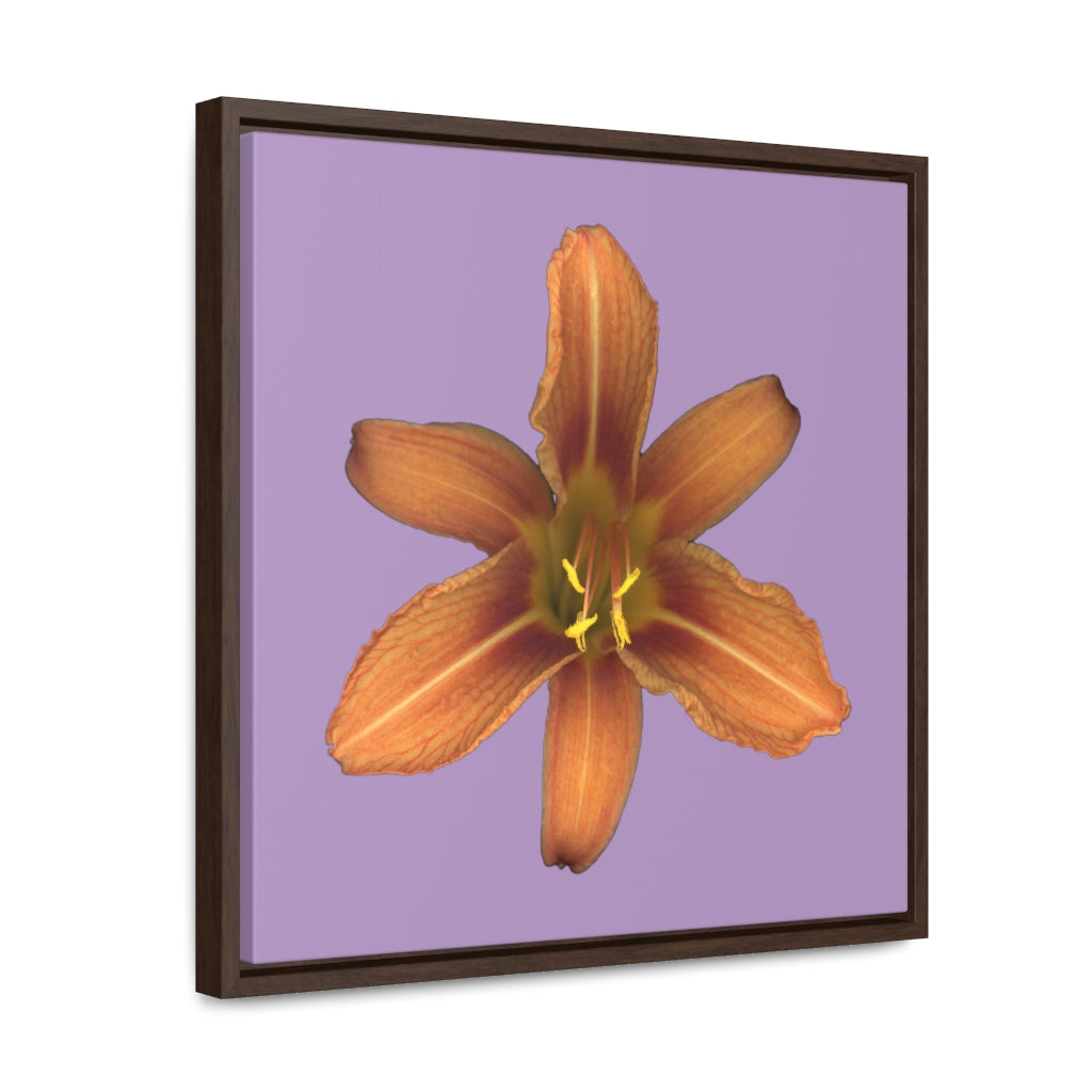 Orange Daylily Flower | Framed Canvas | Lavender Background