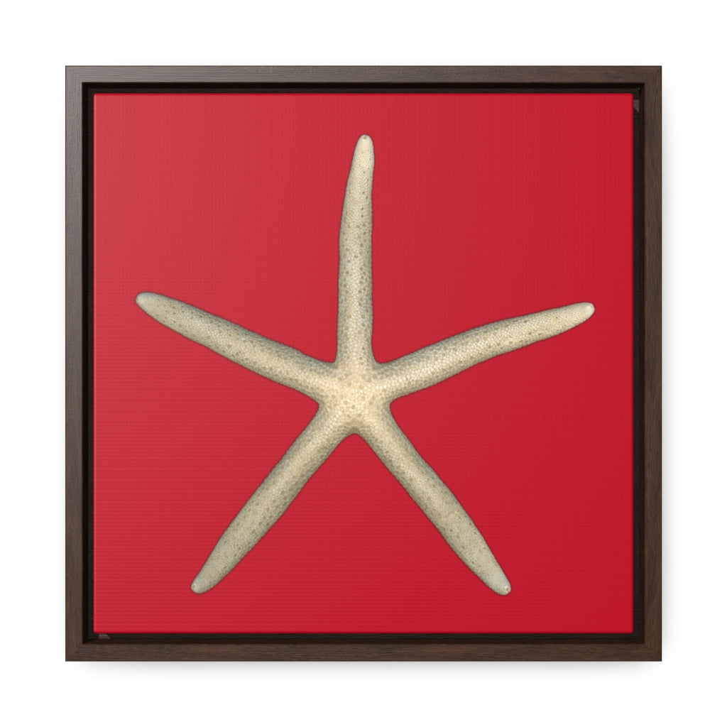 Finger Starfish Shell Top | Framed Canvas | Red Background