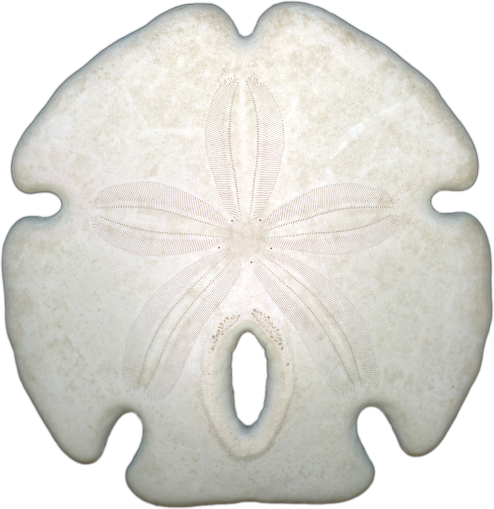 Arrowhead Sand Dollar Shell Top | Magnet | 1in