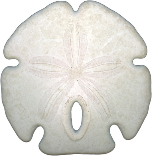 Arrowhead Sand Dollar Shell Top | Magnet | 1in