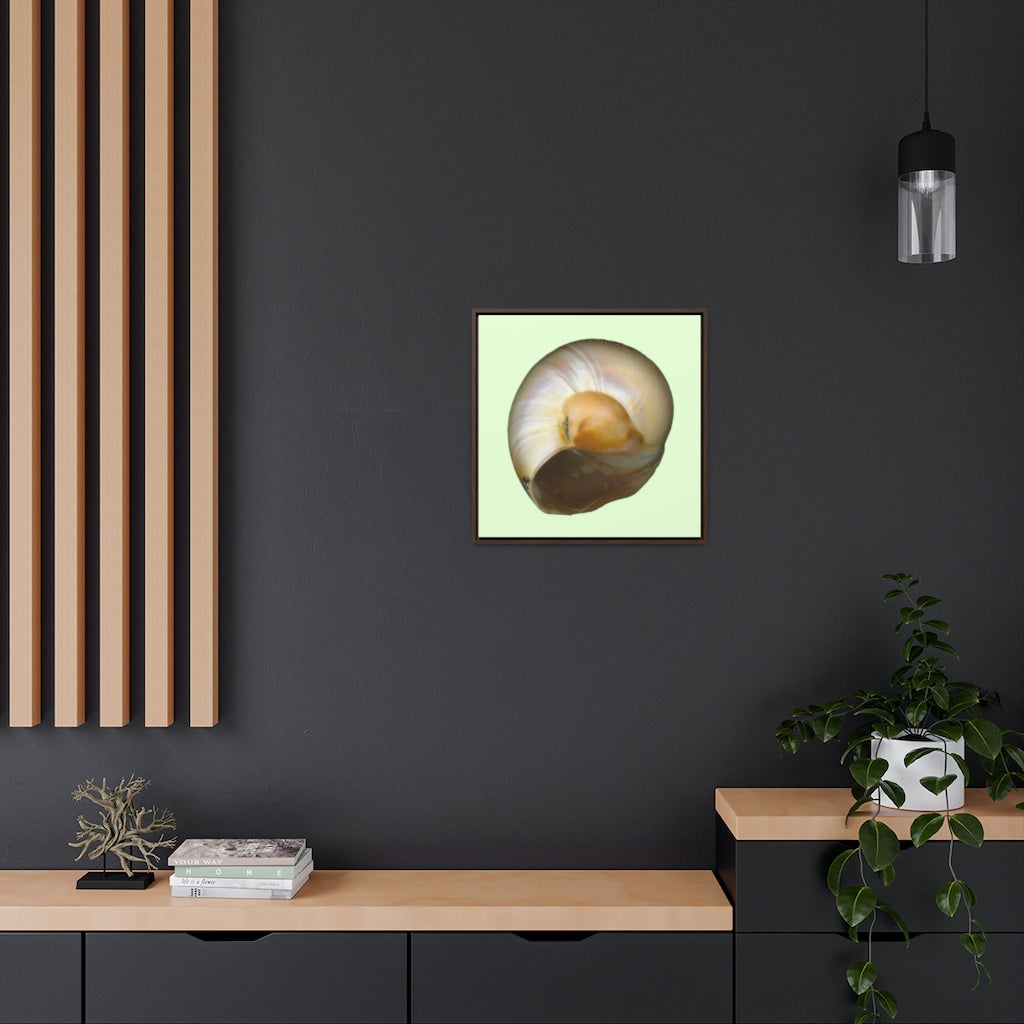 Moon Snail Shell Shark's Eye Umbilical | Framed Canvas | Sea Glass Background