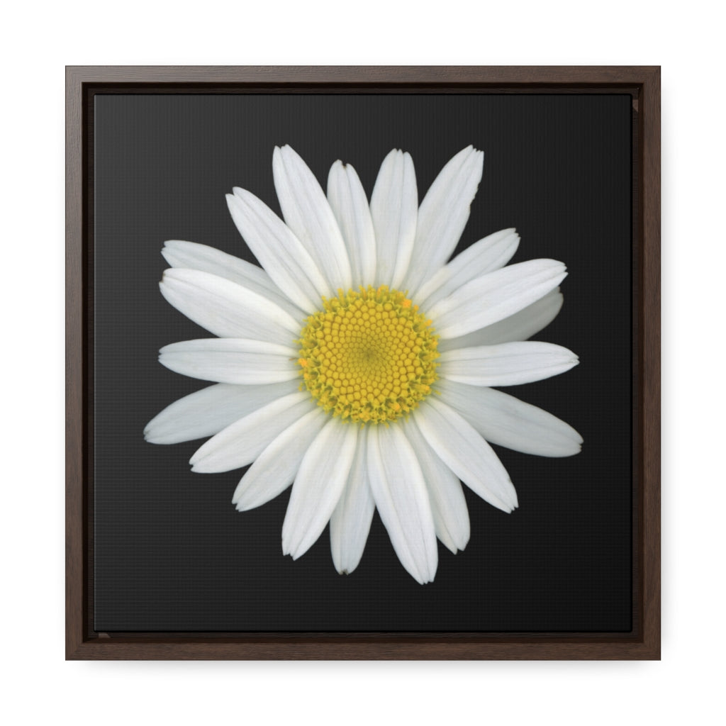 Shasta Daisy Flower White | Framed Canvas | Black Background