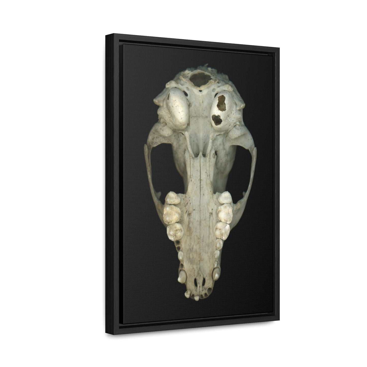 Raccoon Skull Inferior by Matteo | Framed Wrap Canvas | Black Background