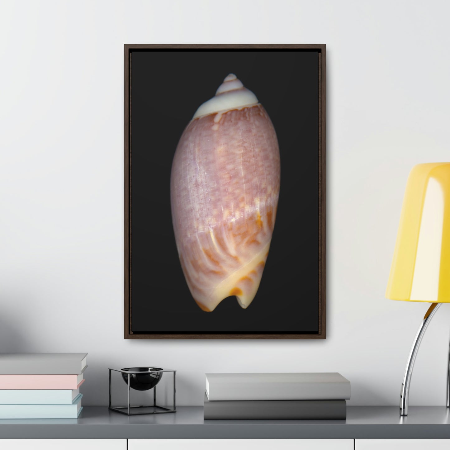 Olive Snail Shell Brown Dorsal | Framed Canvas | Black Background