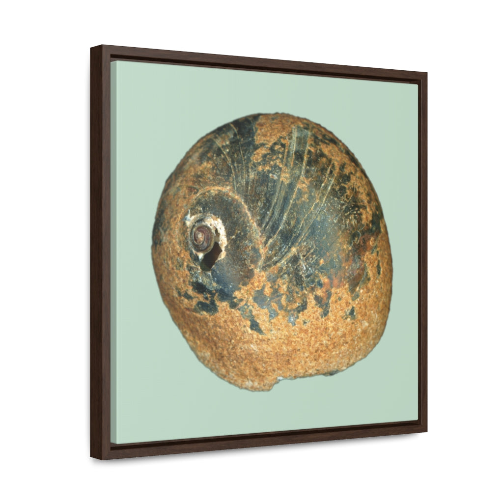 Moon Snail Shell Black & Rust Apical | Framed Canvas | Sage Background