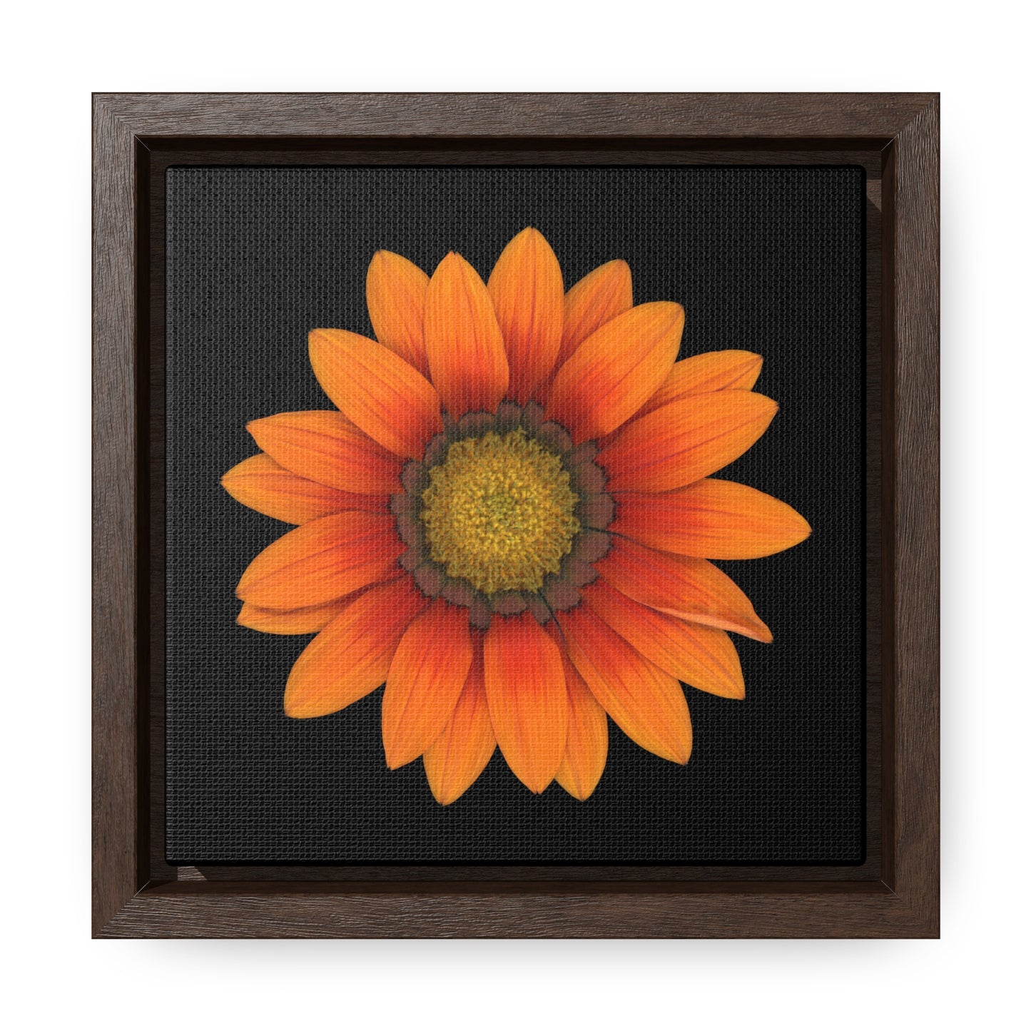 Gazania Flower Orange | Framed Canvas | Black Background