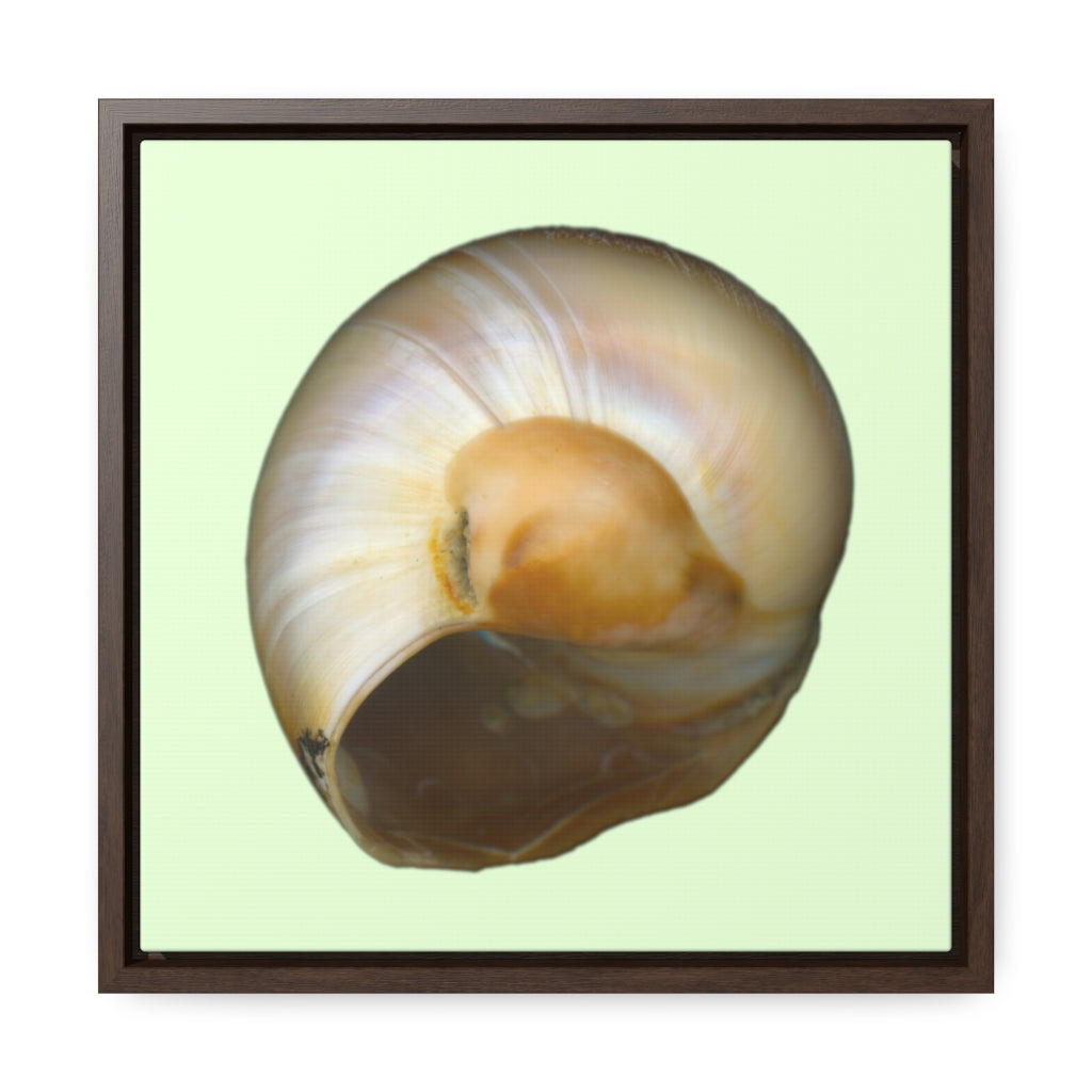 Moon Snail Shell Shark's Eye Umbilical | Framed Canvas | Sea Glass Background