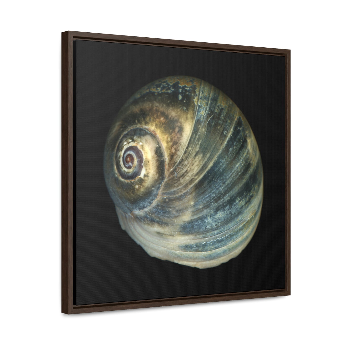 Moon Snail Shell Blue Apical | Framed Canvas | Black Background