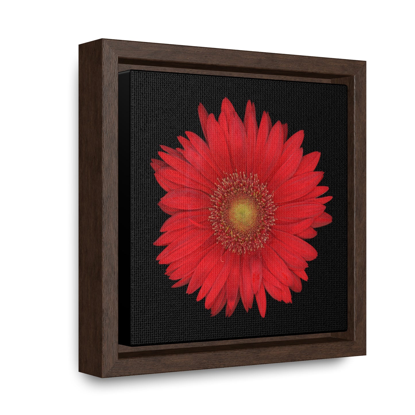 Gerbera Daisy Flower Red | Framed Canvas | Black Background