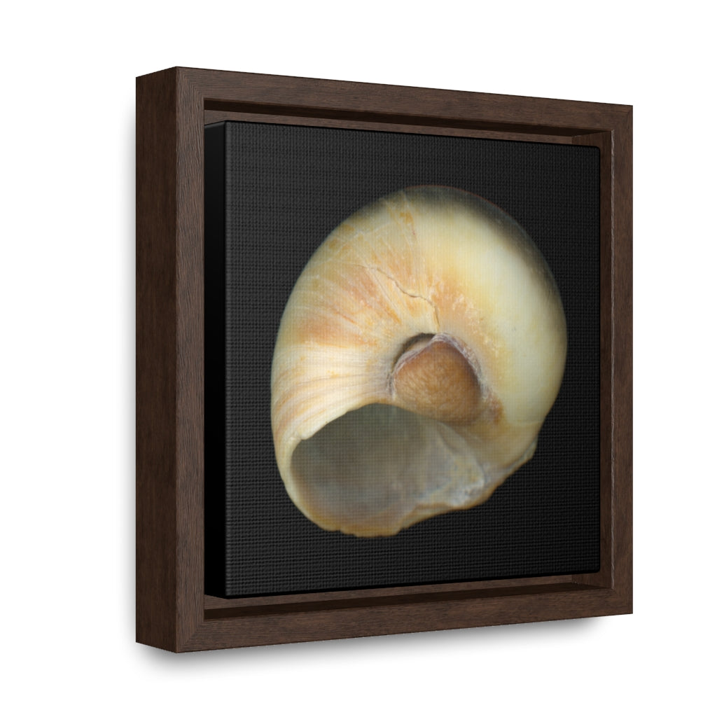 Moon Snail Shell Blue Umbilical | Framed Canvas | Black Background