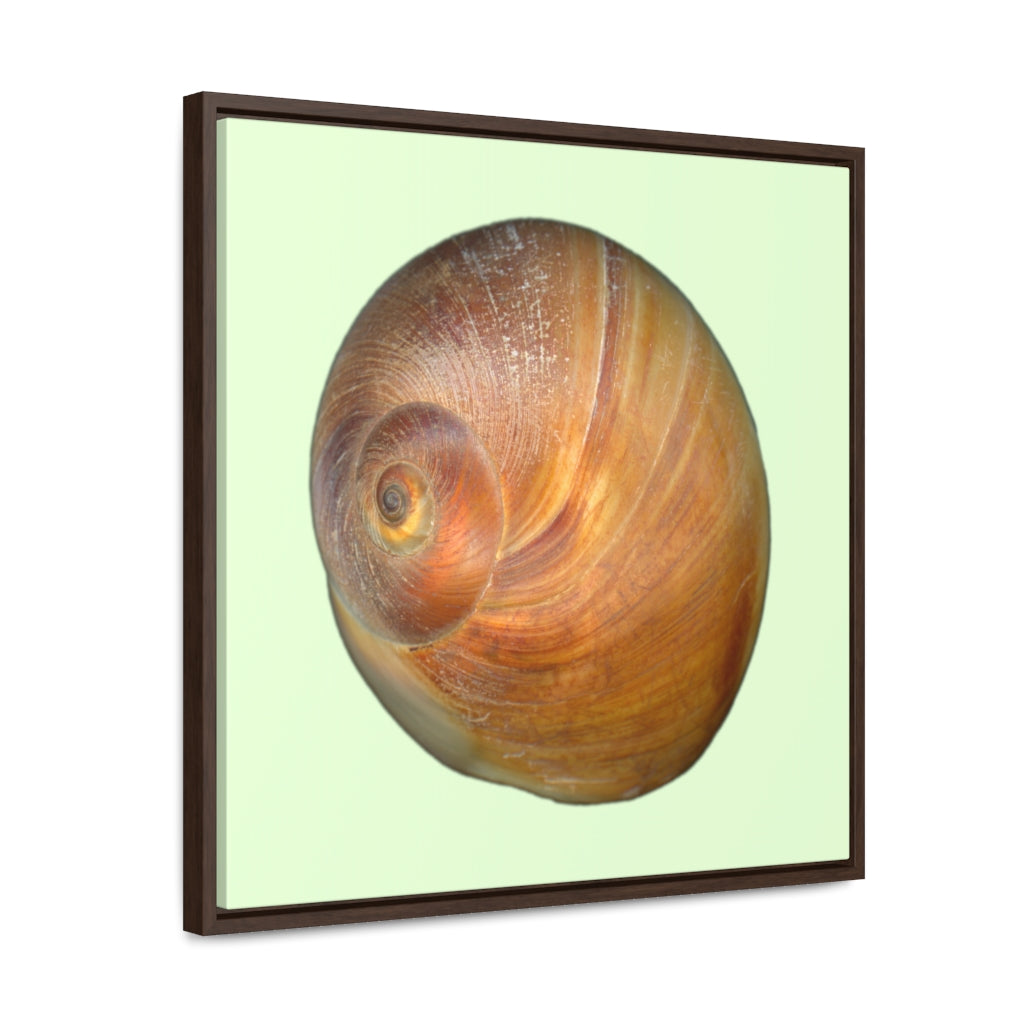 Moon Snail Shell Shark's Eye Apical | Framed Canvas | Sea Glass Background