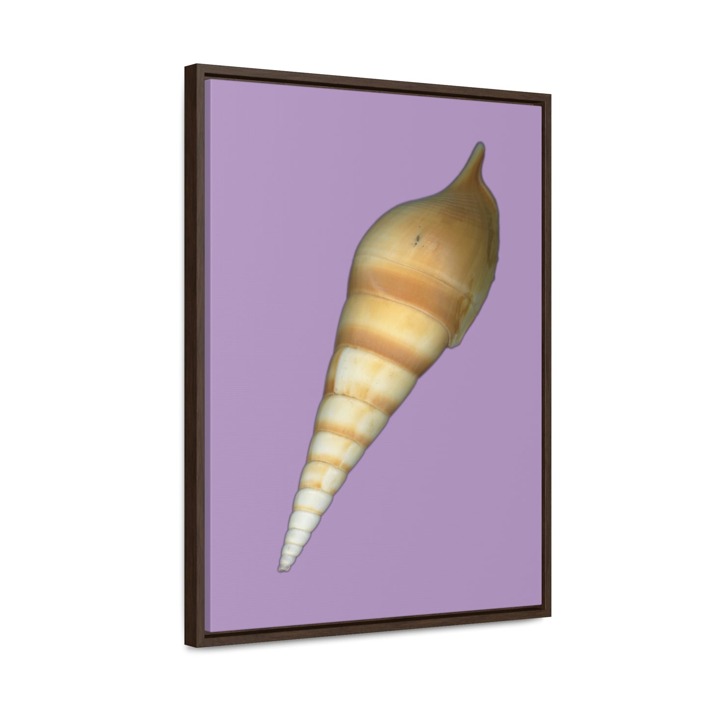 Turrid Shell Tan Dorsal | Framed Canvas | Lavender Background