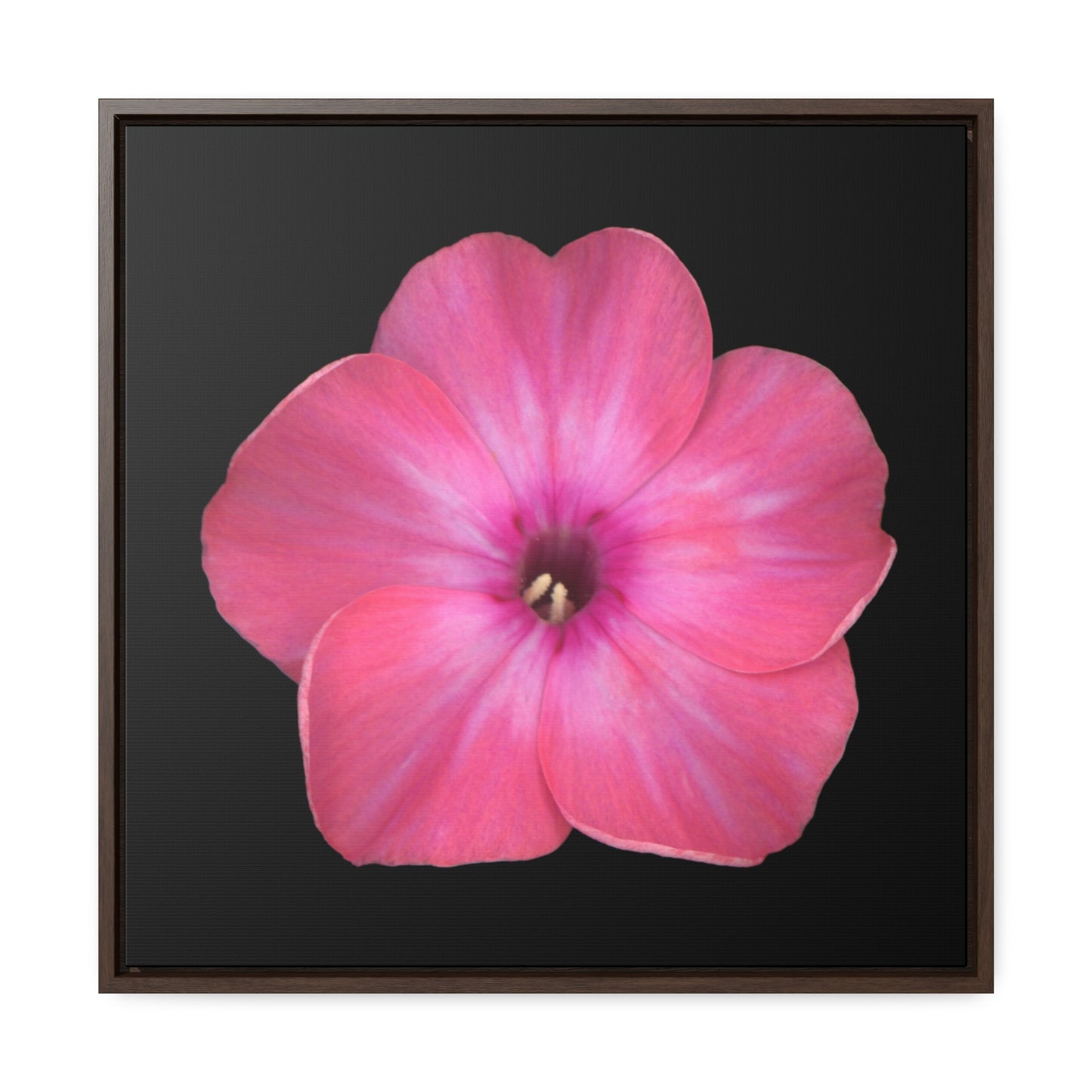 Phlox Flower Detail Pink | Framed Canvas | Black Background